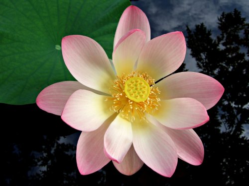 White lotus flower with pink trim