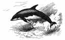 Dolphin